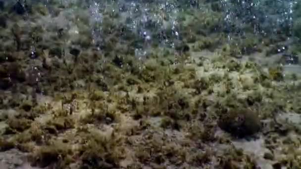 Habitantes Marinos Arrecife Coral Mar Caribe Submarino Concepto Diversidad Especies — Vídeo de stock