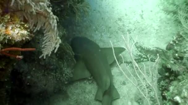 加勒比海灰礁鲨鱼与海洋奇异水生生态系统热带野生动物海洋生物中的危险捕食动物的特写学校 — 图库视频影像