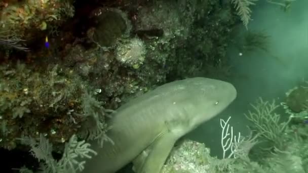 加勒比海灰礁鲨鱼与海洋奇异水生生态系统热带野生动物海洋生物中的危险捕食动物的特写学校 — 图库视频影像