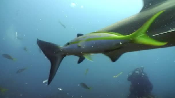 与鲨鱼一起潜水Carcharhinus Intensified Zii水下景观加勒比海和古巴海洋水生奇异生态系统热带野生动物海洋生物的捕食动物 — 图库视频影像