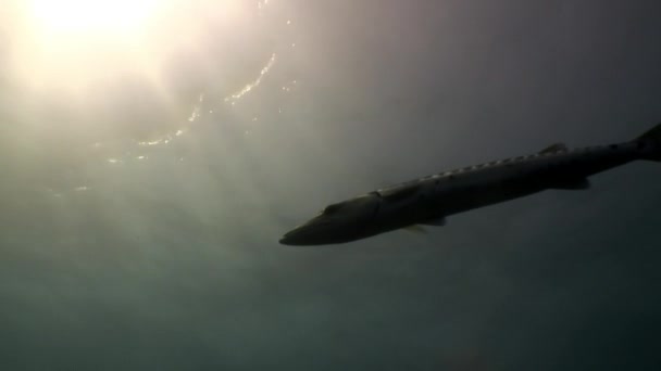 Барракуди Кубі Мешкають Підводному Карибському Морі Концепція Розмаїття Видів Риб — стокове відео