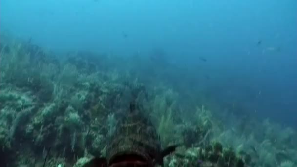 加勒比海海底的大西洋巨型石斑鱼 鱼类和海洋多样性的概念 水下野生动物热带生活中的居民 海洋泻湖的野生性质 — 图库视频影像