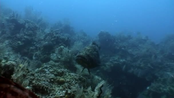 加勒比海海底的大西洋巨型石斑鱼 鱼类和海洋多样性的概念 水下野生动物热带生活中的居民 海洋泻湖的野生性质 — 图库视频影像