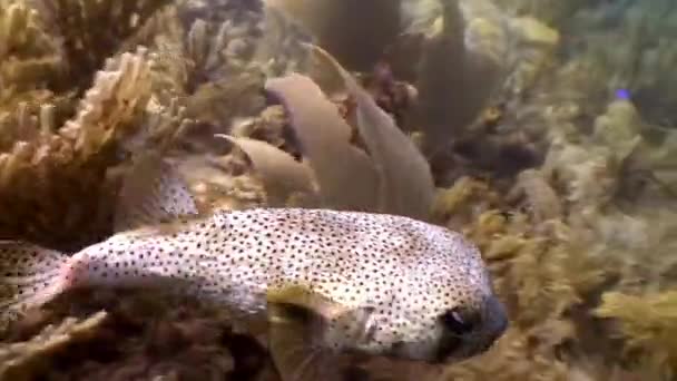 加勒比海海底的古巴居民 水下野生动物热带生活中鱼类物种和海洋居民多样性的概念 海洋泻湖的野生性质 — 图库视频影像