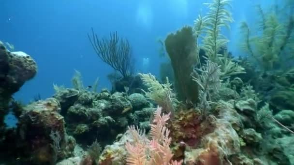 Marine Bewoners Van Koraalrif Onderwater Caribische Zee Concept Van Diversiteit — Stockvideo