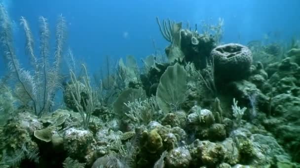 カリブ海のサンゴ礁の海の住民 魚種と海洋の多様性の概念 水中野生生物の熱帯生活の住民 海ラグーンの野生性 — ストック動画