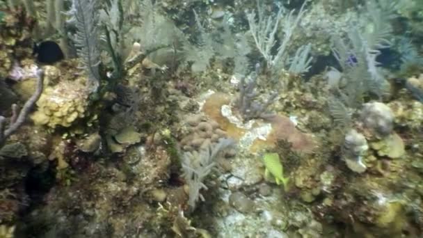 加勒比海海底的海洋居民 水下野生动物热带生活中鱼类物种和海洋居民多样性的概念 海洋泻湖的野生性质 — 图库视频影像