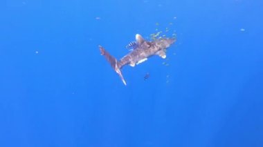 Köpekbalığı longimanus, okyanus beyaz uçlu köpekbalığı, plastik balıkçı ağıyla yaralanmış, sualtı okyanusunun mavi arka planına karşı ton balığı aramak için yüzüyor. Plastik kirliliği.