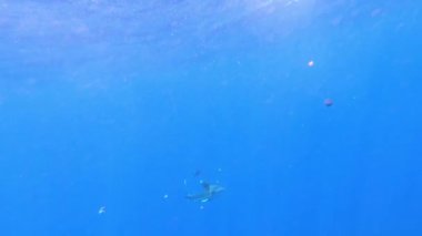 Köpekbalığı longimanus, okyanus beyaz uçlu köpekbalığı, plastik balıkçı ağıyla yaralanmış, sualtı okyanusunun mavi arka planına karşı ton balığı aramak için yüzüyor. Plastik kirliliği.