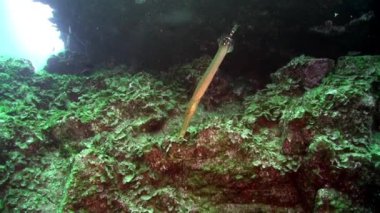 Atlantik Okyanusu 'nda volkanik kökenli kumlu zeminde su altında balık sürüsü. Plaice grisi kamuflaj, La Palma Kanarya Adaları 'nın deniz tabanında düzlük. Deniz sakinleri hakkında rahatlama videosu.