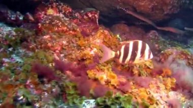 Dil balığı, Atlantik Okyanusu 'ndaki volkanik kökenin kumlu tabanında yüzen dalgıçların arka planında hızla uzaklaşıyor. Plaice grisi kamuflaj, La Palma 'nın deniz tabanında düzlük..