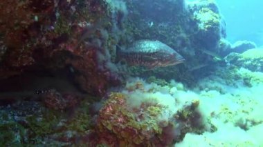 Atlantik Okyanusu 'nda volkanik kökenli kumlu zeminde su altında balık sürüsü. Plaice grisi kamuflaj, La Palma Kanarya Adaları 'nın deniz tabanında düzlük. Deniz sakinleri hakkında rahatlama videosu.