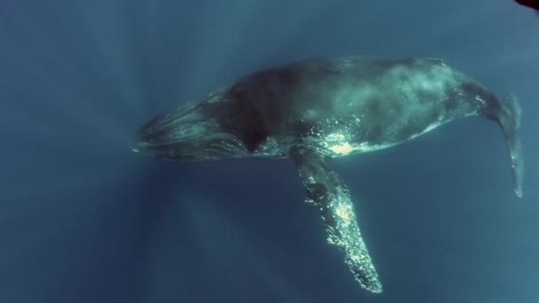 幼鲸幼小的座头鲸不在南太平洋海底的妈妈在蓝海的背景上在水面上和阳光下生活 令人惊讶的独特射击 — 图库视频影像