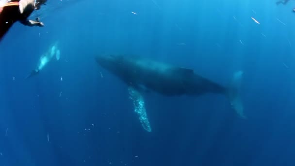 座头鲸在南太平洋水域的蓝海背景下 带着幼鲸妈妈和幼鲸 幼鲸生活在海水中 令人惊讶的独特射击 — 图库视频影像