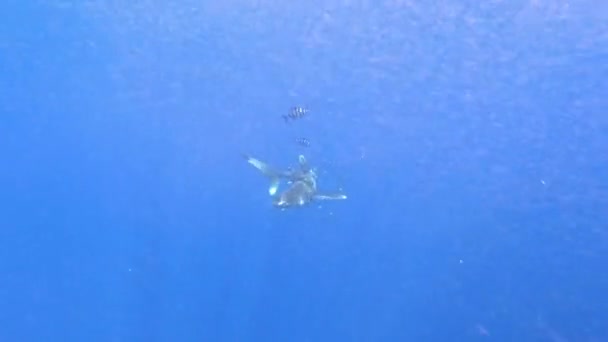 鲨鱼长肛门 大洋白色尖头鲨鱼 在海底深海的蓝色背景下 被塑料鱼网游泳以搜寻金枪鱼而受伤 塑料污染 — 图库视频影像