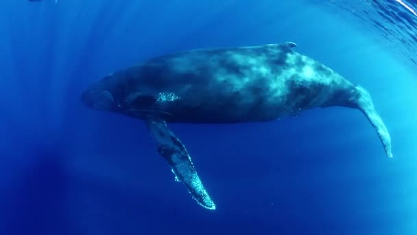 巨大なザトウクジラ 青い海の水の中の南太平洋のメガテラ ノヴァエンリアエの母親と若い子牛は 太陽の表面を背景に泳いでいます 驚くべきユニークな水中撮影 — ストック動画