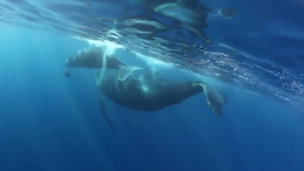 Χαμπακ Φάλαινα Μοσχάρι Μητέρα Στις Ακτίνες Του Ήλιου Κάτω Από — Αρχείο Βίντεο