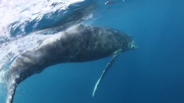 Las Ballenas Jorobadas Novaeangliae Madre Bajo Agua Del Océano Océano — Vídeo de stock
