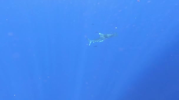 Shark Longimanus Oceanisk Hvid Spids Haj Såret Plast Fiskenet Svømmer – Stock-video