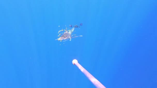 鲨鱼长肛门 大洋白色尖头鲨鱼 在海底深海的蓝色背景下 被塑料鱼网游泳以搜寻金枪鱼而受伤 塑料污染 — 图库视频影像
