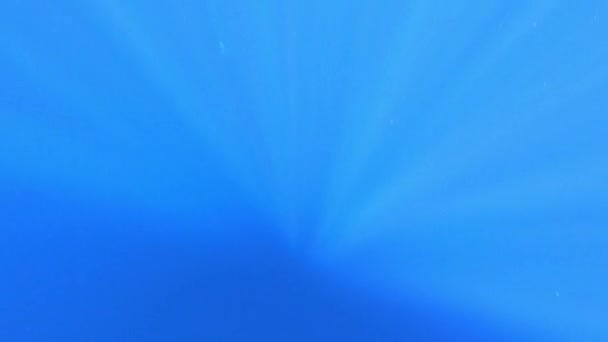 Акула Лонгіман Океанічна Біла Кінчикова Акула Поранена Пластиковою Рибальською Сіткою — стокове відео