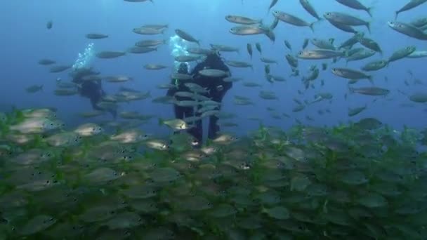 Школа Рыб Водой Песчаном Дне Вулканического Происхождения Атлантическом Океане Камуфляж — стоковое видео