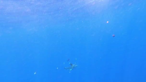 Köpekbalığı Longimanus Okyanus Beyaz Uçlu Köpekbalığı Plastik Balıkçı Ağıyla Yaralanmış — Stok video