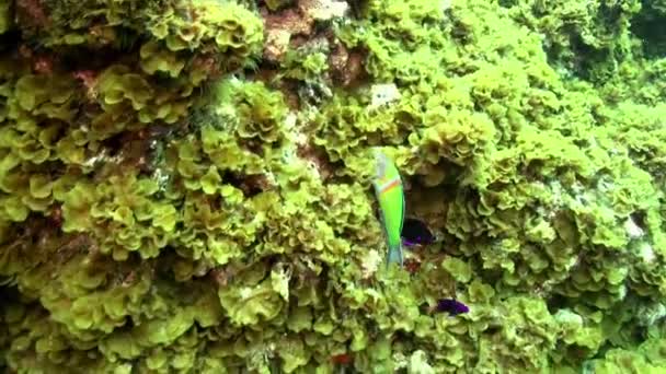 Школа Риби Під Водою Піщаному Дні Вулканічного Походження Атлантичному Океані — стокове відео