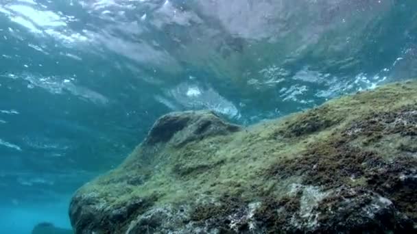 Palma Kanarieöarna Sep 2012 Grupp Dykare Vatten Dekompression Atlanten Otroligt — Stockvideo