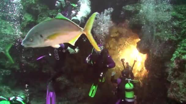 Palma Kanarische Inseln September 2012 Tauchergruppe Unter Wasser Bei Dekompression — Stockvideo
