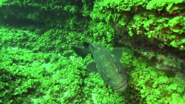 Escola Peixes Submarinos Fundo Arenoso Origem Vulcânica Oceano Atlântico Camuflagem — Vídeo de Stock