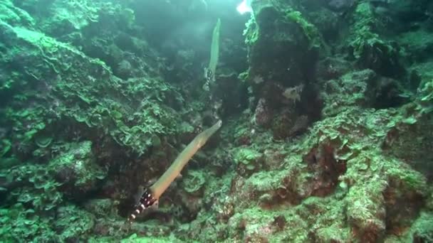 School Fish Underwater Sandy Bottom Volcanic Origin Atlantic Ocean Camouflage — Stock Video