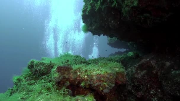 Atlantik Okyanusu Nda Volkanik Kökenli Kumlu Zeminde Altında Balık Sürüsü — Stok video