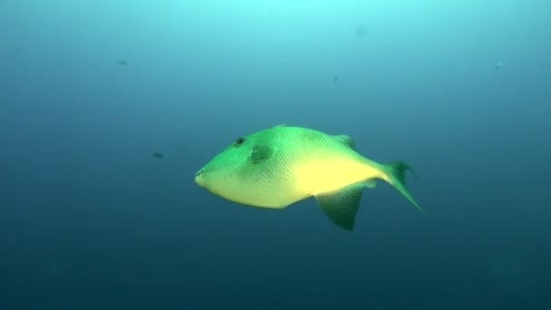 大西洋火山底部沙质海底的水下鱼类群 在拉帕尔马加那利群岛海底的斑岩 扁平鱼的伪装灰色 有关海上居民的轻松视频 — 图库视频影像