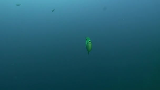 大西洋火山底部沙质海底的水下鱼类群 在拉帕尔马加那利群岛海底的斑岩 扁平鱼的伪装灰色 有关海上居民的轻松视频 — 图库视频影像