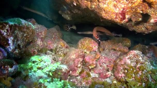 Platýs Bradavičnatý Rychle Odplouvá Pod Vodou Pozadí Plovoucích Potápěčů Písčitém — Stock video