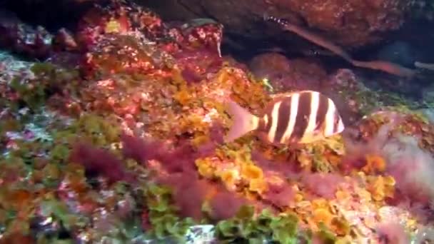 Botervissen Zwemmen Snel Onder Water Weg Achtergrond Van Drijvende Duikers — Stockvideo