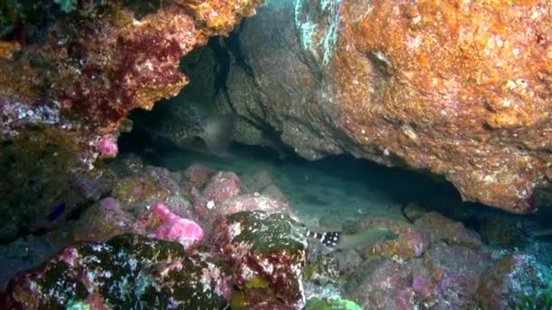 Flounder Pesci Nuota Rapidamente Sott Acqua Sullo Sfondo Subacquei Galleggianti — Video Stock