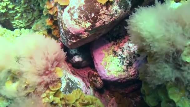 Escola Peixes Submarinos Fundo Arenoso Origem Vulcânica Oceano Atlântico Camuflagem — Vídeo de Stock