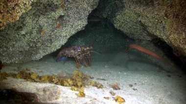 Dil balığı, Atlantik Okyanusu 'ndaki volkanik kökenin kumlu tabanında yüzen dalgıçların arka planında hızla uzaklaşıyor. Plaice grisi kamuflaj, La Palma 'nın deniz tabanında düzlük..
