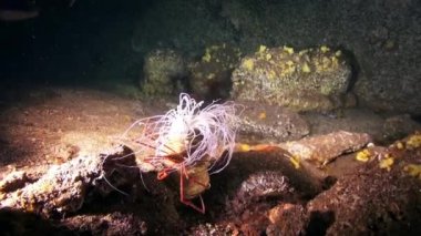 Dil balığı, Atlantik Okyanusu 'ndaki volkanik kökenin kumlu tabanında yüzen dalgıçların arka planında hızla uzaklaşıyor. Plaice grisi kamuflaj, La Palma 'nın deniz tabanında düzlük..