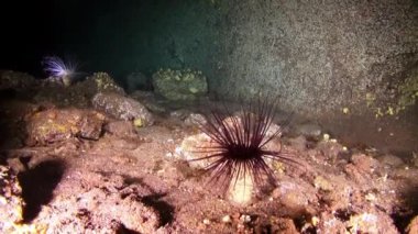 Dil balığı, Atlantik Okyanusu 'ndaki volkanik kökenin kumlu tabanında yüzen dalgıçların arka planında hızla uzaklaşıyor. Plaice grisi kamuflaj, La Palma 'nın deniz tabanında düzlük..