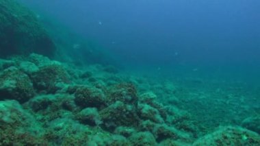 Dil balığı, Atlantik Okyanusu 'ndaki volkanik kökenin kumlu tabanında yüzen dalgıçların arka planında hızla uzaklaşıyor. Plaice grisi kamuflaj, La Palma 'nın deniz tabanında düzlük..