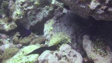 Dil balığı, Atlantik Okyanusu 'ndaki volkanik kökenin kumlu tabanında yüzen dalgıçların arka planında hızla uzaklaşıyor. Plaice grisi kamuflaj, La Palma 'nın deniz tabanında düzlük..