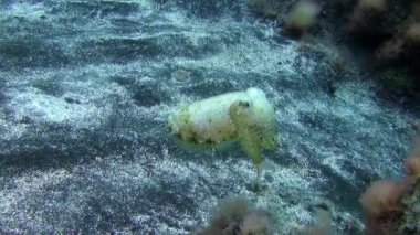 Dil balığı, Atlantik Okyanusu 'ndaki volkanik kökenin kumlu tabanında yüzen dalgıçların arka planında hızla uzaklaşıyor. Plaice grisi kamuflaj, La Palma 'nın deniz tabanında düzlük..