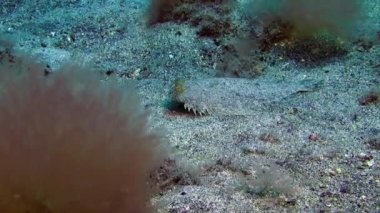 Dil balığı, Atlantik Okyanusu 'ndaki volkanik kökenin kumlu tabanında yüzen dalgıçların arka planında hızla uzaklaşıyor. Plaice grisi kamuflaj, La Palma 'nın deniz tabanında düzlük..