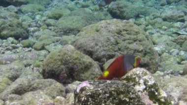 Dil balığı, Atlantik Okyanusu 'ndaki volkanik kökenin kumlu tabanında yüzen dalgıçların arka planında hızla uzaklaşıyor. Plaice grisi kamuflaj, La Palma 'nın deniz tabanında düzlük..