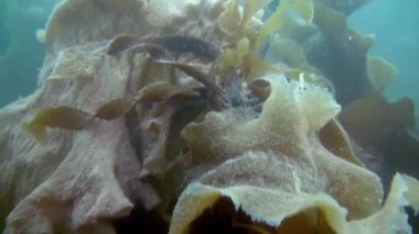 Beyaz anemon ve bir taş zemin üzerine sarı sünger. Güzel manzara şaşırtıcı sualtı dünya doğa ve onun sakinleri temiz soğuk mavi deniz okyanus su. Grönland İzlanda Arctic deniz yaşamı