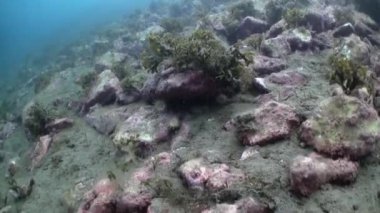 Beyaz anemon ve bir taş zemin üzerine sarı sünger. Güzel manzara şaşırtıcı sualtı dünya doğa ve onun sakinleri temiz soğuk mavi deniz okyanus su. Grönland İzlanda Arctic deniz yaşamı