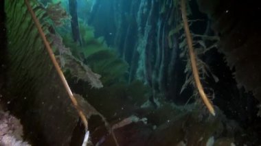 Kuzey Buz Denizi 'nin soğuk ve berrak sularında yüzen sualtı videoları ve deniz sakinleri. Deniz canlılarının inanılmaz, güzel deniz yaşamı dünyası. Tüplü dalış ve turizm.